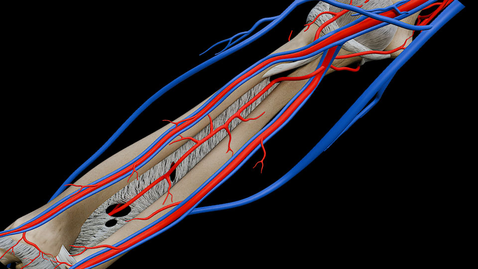 Forearm IV:\nVessels